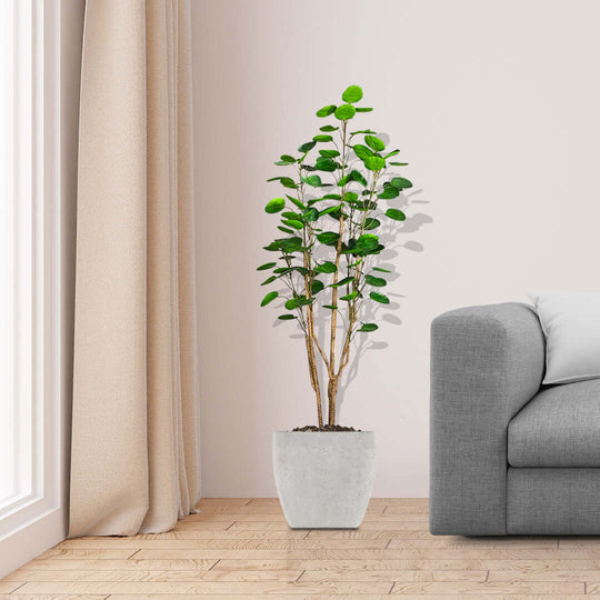 Affordable quality homewares - potted plant and stylish sofa for value furniture in a modern living room.