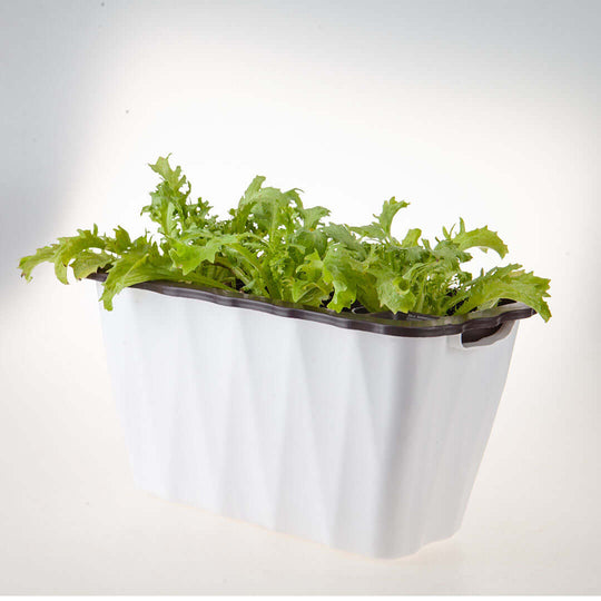 Affordable quality homewares - white planter with leafy green plant for indoor and outdoor use. Value furniture addition.