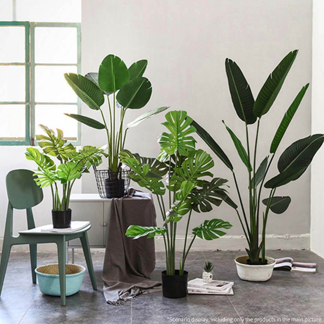 Indoor affordable homewares display featuring various quality potted plants and modern value furniture for a stylish living space.