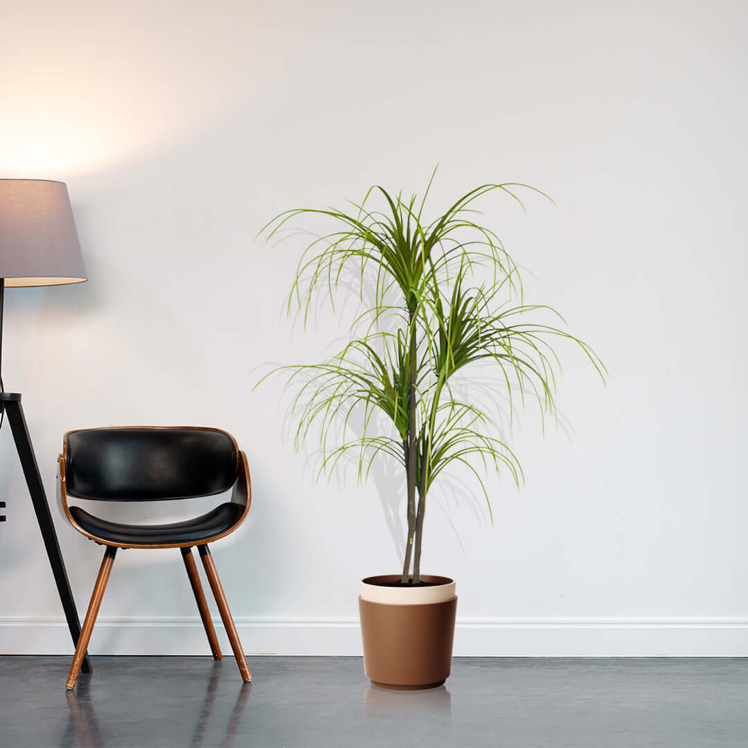 Modern home interior with quality value furniture, featuring a stylish black chair and a potted plant, showcasing affordable homewares.