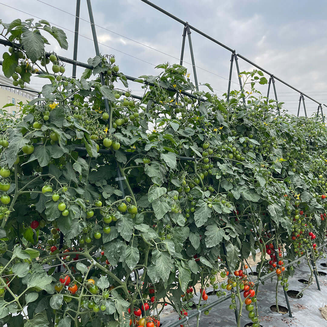 Tomato plants growing in a greenhouse with ripe and unripe tomatoes, showcasing healthy agriculture and effective farming techniques.