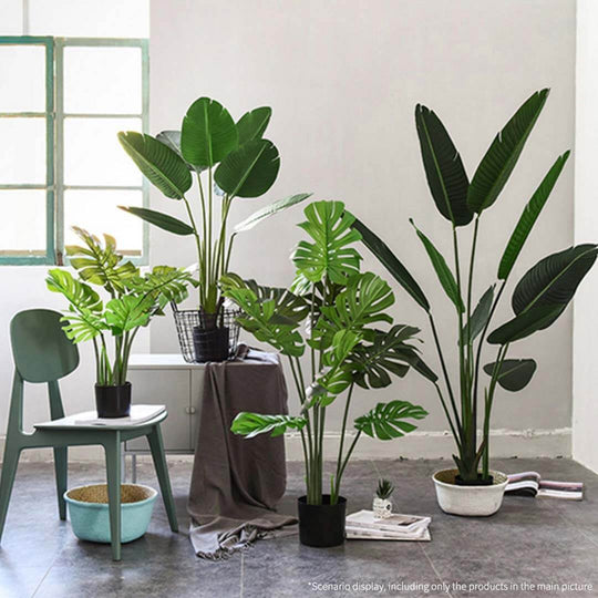 Affordable stylish homewares including quality green indoor plants and value furniture setup.