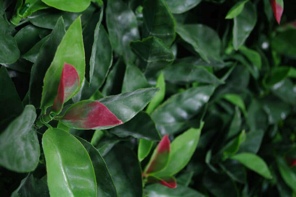 DSZ Product, feed-cond-new, feed-sl-DSZ Freight Payable, newPhotinia (Red Robin) Leaf Screens / Panels Uv Stabilised 1M X 1M - Premium Home & Garden > Artificial Plants > Artifical Flowers & Plants from DSZ ! Shop Online Buy Now at S & D's Value Store Family Business Best Customer ServiceDSZ Product, feed-cond-new, feed-sl-DSZ Freight Payable, new