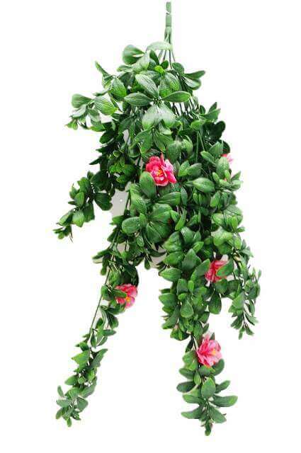 DSZ Product, feed-cond-new, feed-sl-DSZ Freight Payable, newHanging Pink Rose Stem Uv 85Cm - Premium Home & Garden > Artificial Plants > Artifical Flowers & Plants from DSZ ! Shop Online Buy Now at S & D's Value Store Family Business Best Customer ServiceDSZ Product, feed-cond-new, feed-sl-DSZ Freight Payable, new