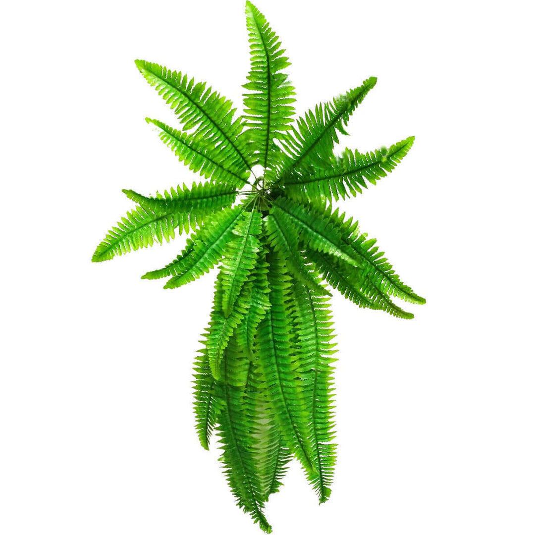 DSZ Product, feed-cond-new, feed-sl-DSZ Freight Payable, newArtificial Boston Hanging Fern 102Cm - Premium Home & Garden > Artificial Plants > Artifical Flowers & Plants from DSZ ! Shop Online Buy Now at S & D's Value Store Family Business Best Customer ServiceDSZ Product, feed-cond-new, feed-sl-DSZ Freight Payable, new