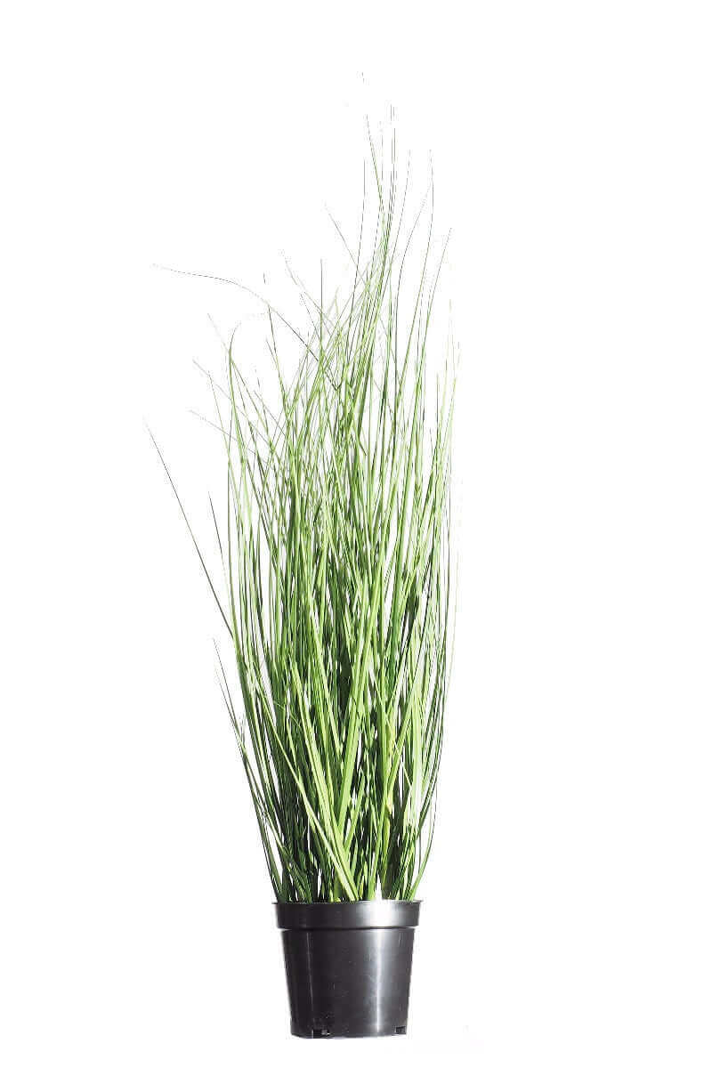 DSZ Product, feed-cond-new, feed-sl-DSZ Freight Payable, newWild Artificial Grass Plant 70Cm - Premium Home & Garden > Artificial Plants > Artifical Flowers & Plants from DSZ ! Shop Online Buy Now at S & D's Value Store Family Business Best Customer ServiceDSZ Product, feed-cond-new, feed-sl-DSZ Freight Payable, new