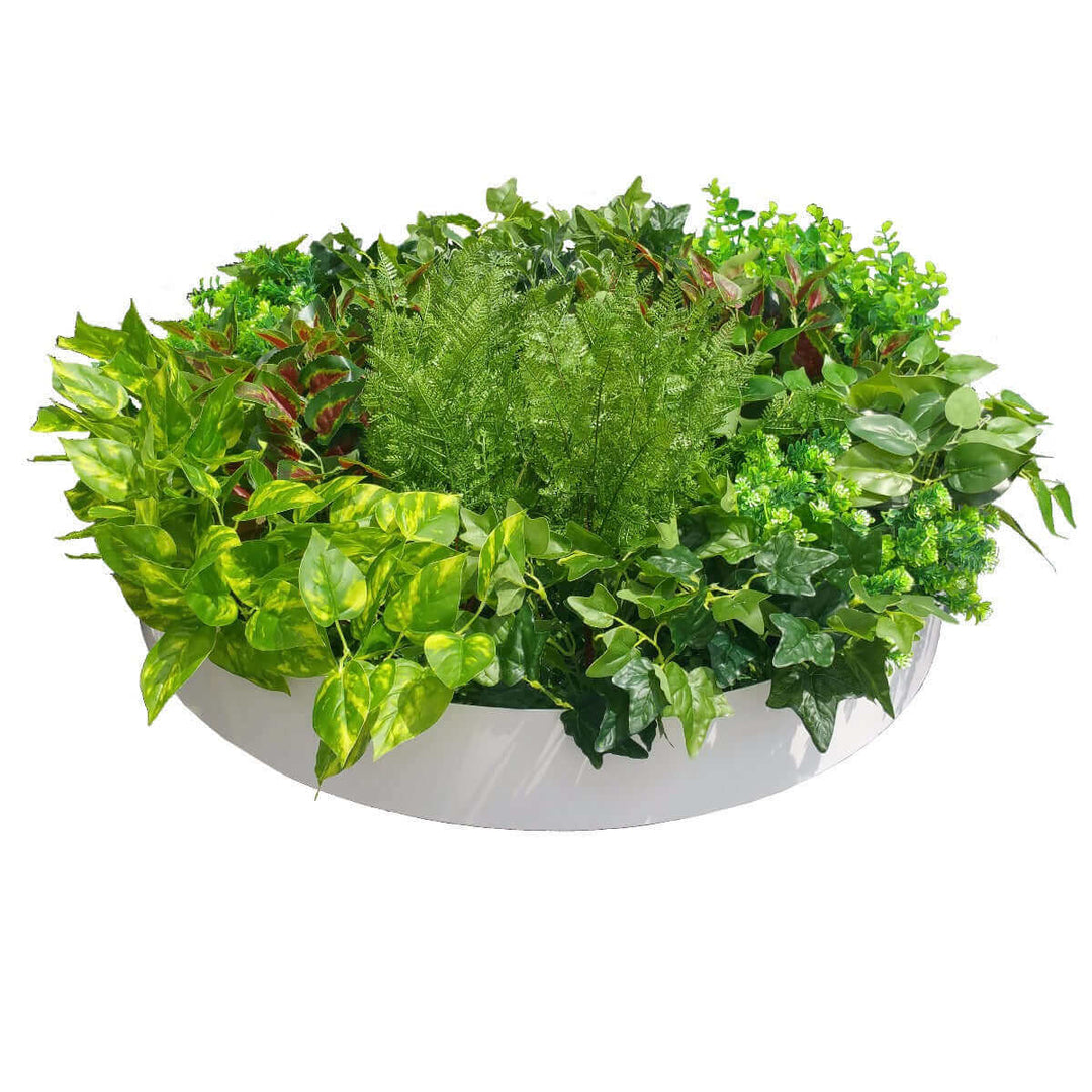 DSZ Product, feed-cond-new, feed-sl-DSZ Freight Payable, newArtificial Green Wall Disk Art 80Cm - Mixed Fern - Premium Home & Garden > Artificial Plants > Artifical Flowers & Plants from DSZ ! Shop Online Buy Now at S & D's Value Store Family Business Best Customer ServiceDSZ Product, feed-cond-new, feed-sl-DSZ Freight Payable, new