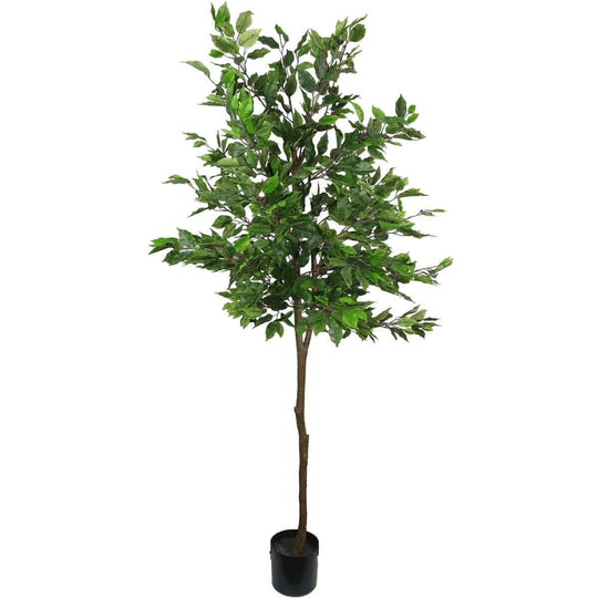 DSZ Product, feed-cond-new, feed-sl-DSZ Freight Payable, newArtificial Potted Ficus Tree 160Cm - Premium Home & Garden > Artificial Plants > Artifical Flowers & Plants from DSZ ! Shop Online Buy Now at S & D's Value Store Family Business Best Customer ServiceDSZ Product, feed-cond-new, feed-sl-DSZ Freight Payable, new