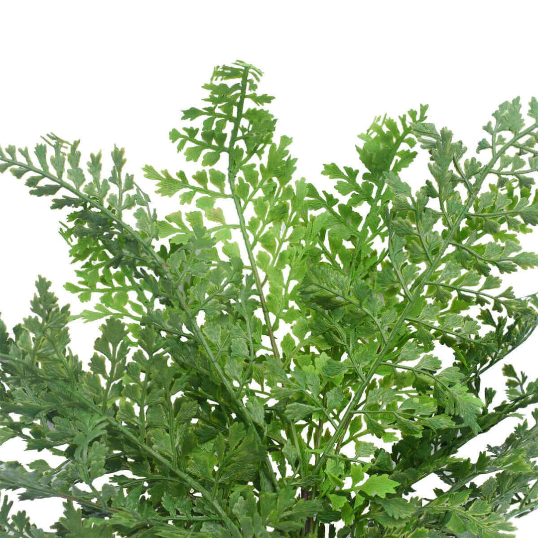 DSZ Product, feed-cond-new, feed-sl-DSZ Freight Payable, newFaux Maden Hair Fern Stem 40Cm - Premium Home & Garden > Artificial Plants > Artifical Flowers & Plants from DSZ ! Shop Online Buy Now at S & D's Value Store Family Business Best Customer ServiceDSZ Product, feed-cond-new, feed-sl-DSZ Freight Payable, new