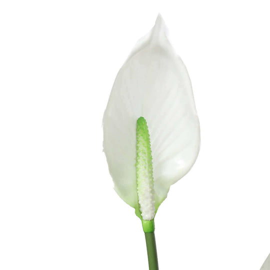 DSZ Product, feed-cond-new, feed-sl-DSZ Freight Payable, newArtificial Flowering White Peace Lily / Calla Lily 95Cm - Premium Home & Garden > Artificial Plants > Artifical Flowers & Plants from DSZ ! Shop Online Buy Now at S & D's Value Store Family Business Best Customer ServiceDSZ Product, feed-cond-new, feed-sl-DSZ Freight Payable, new