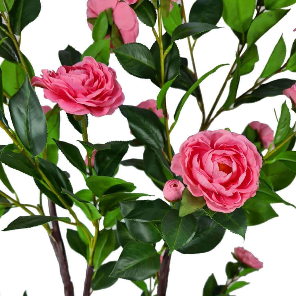 DSZ Product, feed-cond-new, feed-sl-DSZ Freight Payable, newFlowering Natural Pink Artificial Camellia Tree 180Cm - Premium Home & Garden > Artificial Plants > Artifical Flowers & Plants from DSZ ! Shop Online Buy Now at S & D's Value Store Family Business Best Customer ServiceDSZ Product, feed-cond-new, feed-sl-DSZ Freight Payable, new