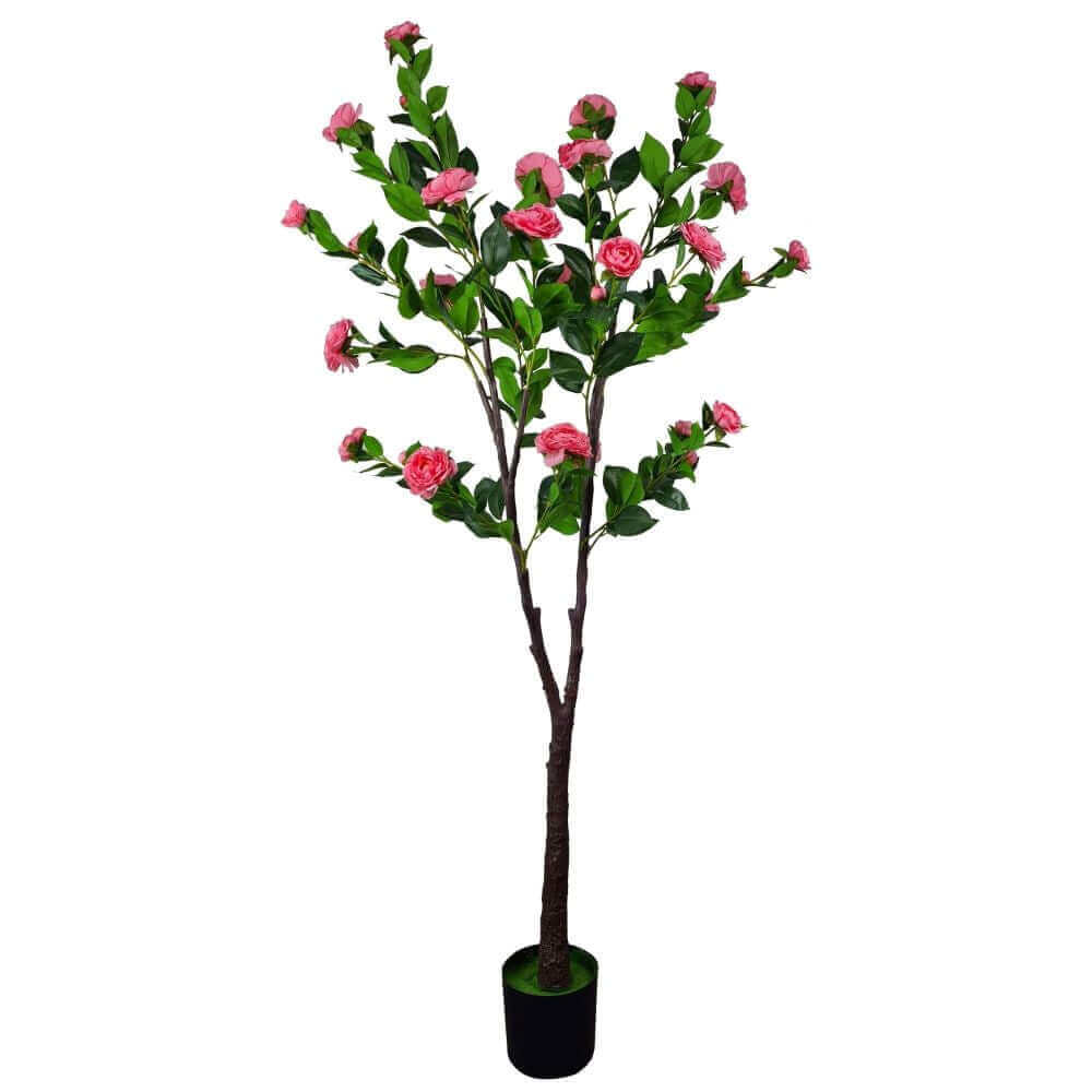 DSZ Product, feed-cond-new, feed-sl-DSZ Freight Payable, newFlowering Natural Pink Artificial Camellia Tree 180Cm - Premium Home & Garden > Artificial Plants > Artifical Flowers & Plants from DSZ ! Shop Online Buy Now at S & D's Value Store Family Business Best Customer ServiceDSZ Product, feed-cond-new, feed-sl-DSZ Freight Payable, new