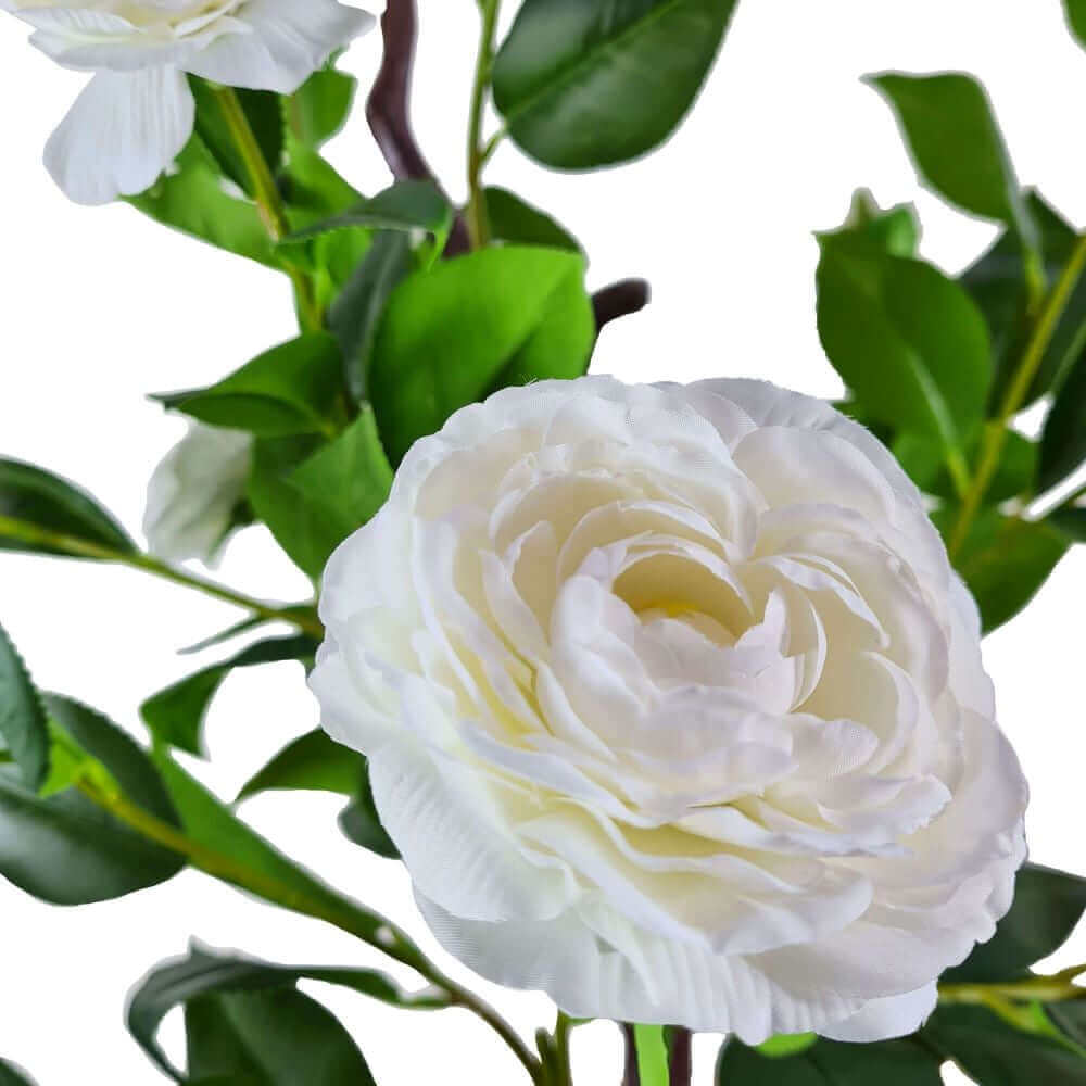 DSZ Product, feed-cond-new, feed-sl-DSZ Freight Payable, newFlowering Natural White Artificial Camellia Tree 180Cm - Premium Home & Garden > Artificial Plants > Artifical Flowers & Plants from DSZ ! Shop Online Buy Now at S & D's Value Store Family Business Best Customer ServiceDSZ Product, feed-cond-new, feed-sl-DSZ Freight Payable, new