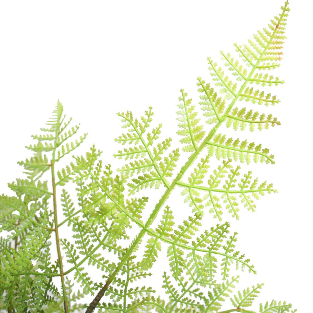 DSZ Product, feed-cond-new, feed-sl-DSZ Freight Payable, newFaux Natural Fern Tree 90Cm - Premium Home & Garden > Artificial Plants > Artifical Flowers & Plants from DSZ ! Shop Online Buy Now at S & D's Value Store Family Business Best Customer ServiceDSZ Product, feed-cond-new, feed-sl-DSZ Freight Payable, new