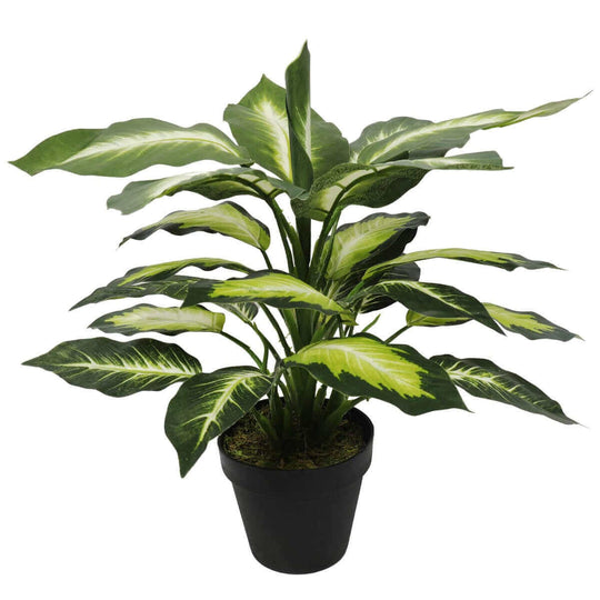 DSZ Product, feed-cond-new, feed-sl-DSZ Freight Payable, newLeopard Lily (Dieffenbachia) With Pot 40Cm - Premium Home & Garden > Artificial Plants > Artifical Flowers & Plants from DSZ ! Shop Online Buy Now at S & D's Value Store Family Business Best Customer ServiceDSZ Product, feed-cond-new, feed-sl-DSZ Freight Payable, new