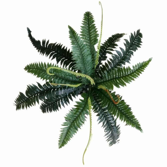 DSZ Product, feed-cond-new, feed-sl-DSZ Freight Payable, newArtificial Dark Green Boston Fern 60Cm - Premium Home & Garden > Artificial Plants > Artifical Flowers & Plants from DSZ ! Shop Online Buy Now at S & D's Value Store Family Business Best Customer ServiceDSZ Product, feed-cond-new, feed-sl-DSZ Freight Payable, new