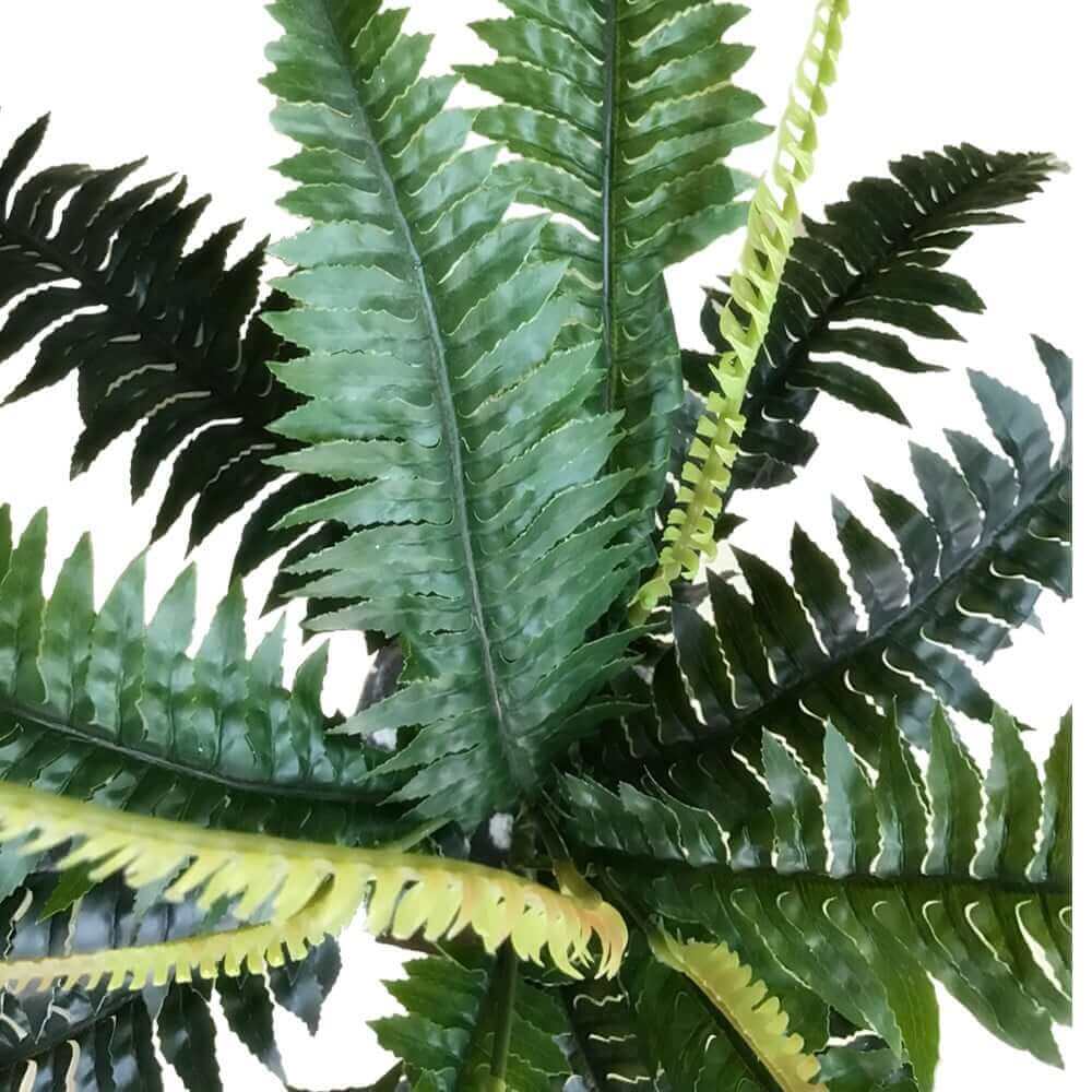 DSZ Product, feed-cond-new, feed-sl-DSZ Freight Payable, newArtificial Dark Green Boston Fern 60Cm - Premium Home & Garden > Artificial Plants > Artifical Flowers & Plants from DSZ ! Shop Online Buy Now at S & D's Value Store Family Business Best Customer ServiceDSZ Product, feed-cond-new, feed-sl-DSZ Freight Payable, new