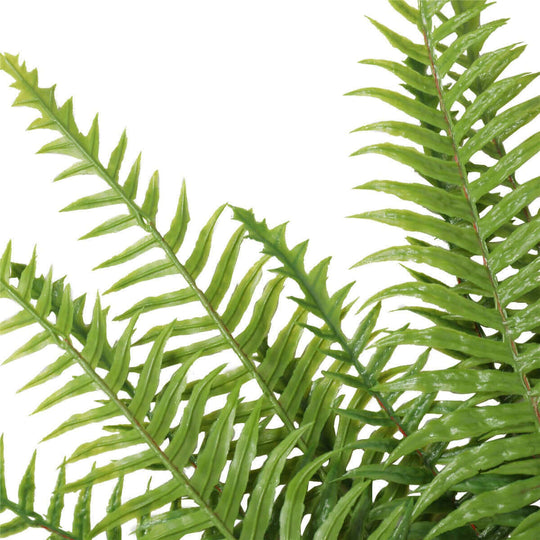 DSZ Product, feed-cond-new, feed-sl-DSZ Freight Payable, newArtificial Fern (Lady Fern) 50Cm Uv Resistant - Premium Home & Garden > Artificial Plants > Artifical Flowers & Plants from DSZ ! Shop Online Buy Now at S & D's Value Store Family Business Best Customer ServiceDSZ Product, feed-cond-new, feed-sl-DSZ Freight Payable, new