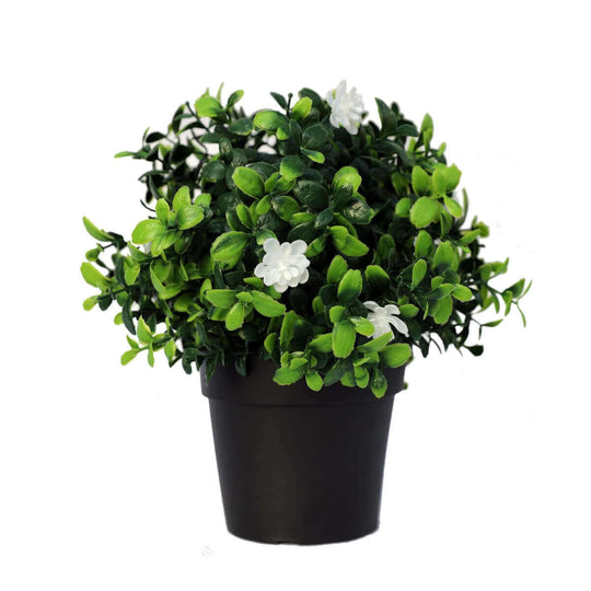 DSZ Product, feed-cond-new, feed-sl-DSZ Freight Payable, newSmall Potted Artificial Flowering Boxwood Plant Uv Resistant 20Cm - Premium Home & Garden > Artificial Plants > Artifical Flowers & Plants from DSZ ! Shop Online Buy Now at S & D's Value Store Family Business Best Customer ServiceDSZ Product, feed-cond-new, feed-sl-DSZ Freight Payable, new