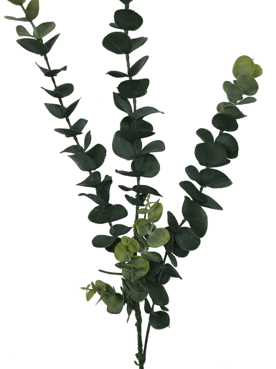 DSZ Product, feed-cond-new, feed-sl-DSZ Freight Payable, new5 Pack - Long Eucalyptus Stem 77 Cm - Premium Home & Garden > Artificial Plants > Artifical Flowers & Plants from DSZ ! Shop Online Buy Now at S & D's Value Store Family Business Best Customer ServiceDSZ Product, feed-cond-new, feed-sl-DSZ Freight Payable, new