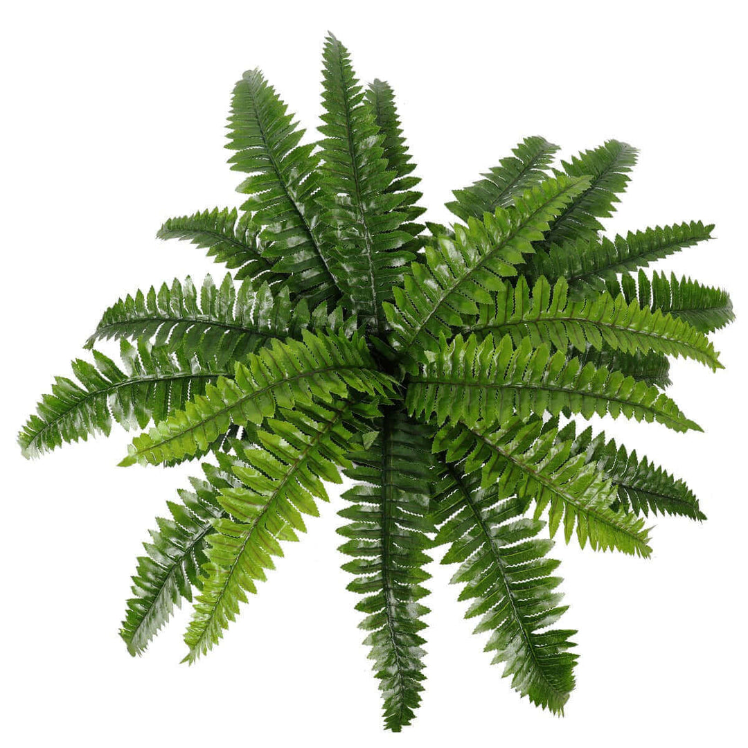 DSZ Product, feed-cond-new, feed-sl-DSZ Freight Payable, newArtificial Potted Natural Green Boston Fern (50Cm High 70Cm Wide) - Premium Home & Garden > Artificial Plants > Artifical Flowers & Plants from DSZ ! Shop Online Buy Now at S & D's Value Store Family Business Best Customer ServiceDSZ Product, feed-cond-new, feed-sl-DSZ Freight Payable, new