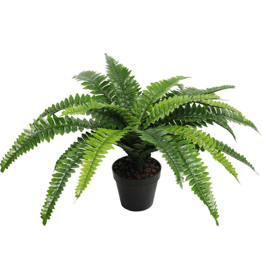 DSZ Product, feed-cond-new, feed-sl-DSZ Freight Payable, newArtificial Potted Natural Green Boston Fern (50Cm High 70Cm Wide) - Premium Home & Garden > Artificial Plants > Artifical Flowers & Plants from DSZ ! Shop Online Buy Now at S & D's Value Store Family Business Best Customer ServiceDSZ Product, feed-cond-new, feed-sl-DSZ Freight Payable, new