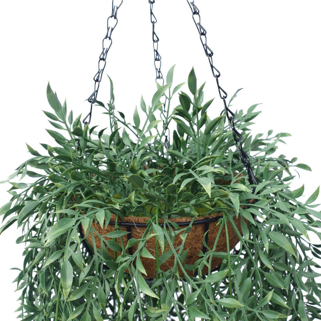 DSZ Product, feed-cond-new, feed-sl-DSZ Freight Payable, newHanging Fern Basket 110 Cm - Premium Home & Garden > Artificial Plants > Artificial Hanging Plants from DSZ ! Shop Online Buy Now at S & D's Value Store Family Business Best Customer ServiceDSZ Product, feed-cond-new, feed-sl-DSZ Freight Payable, new