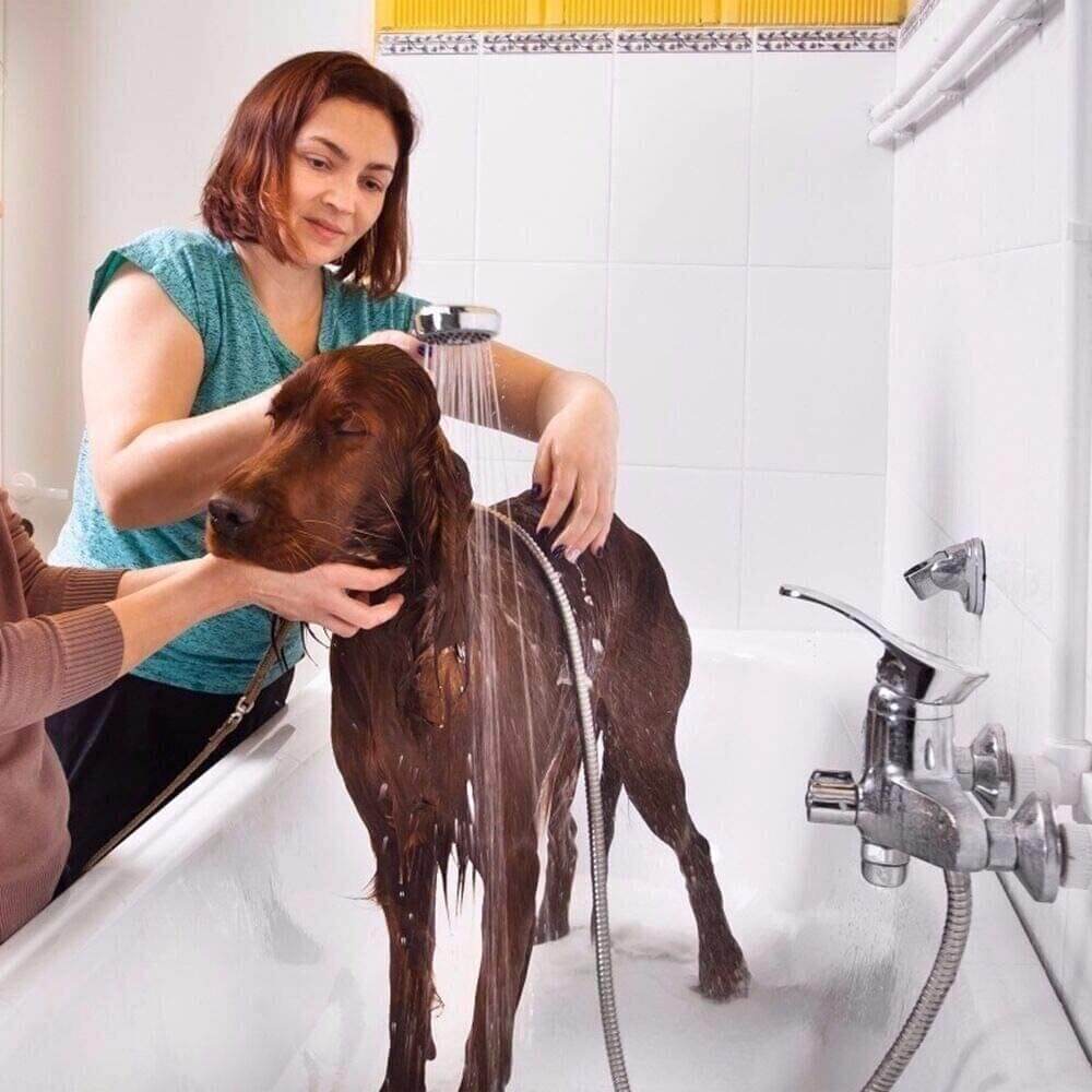 Two women bathing a brown dog in a bathtub using a handheld shower head.