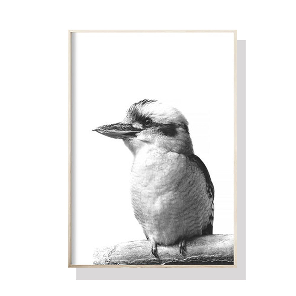 _label_, DSZ Product, feed-cond-new, feed-sl-free shipping, free-shipping, newWall Art 50Cm X 70Cm Kookaburra Black Frame Canvas - Premium Home & Garden > Wall Art > Posters, Paintings & Prints from Artime ! Shop Online Buy Now at S & D's Value Store Family Business Best Customer Service_label_, DSZ Product, feed-cond-new, feed-sl-free shipping, free-shipping, new