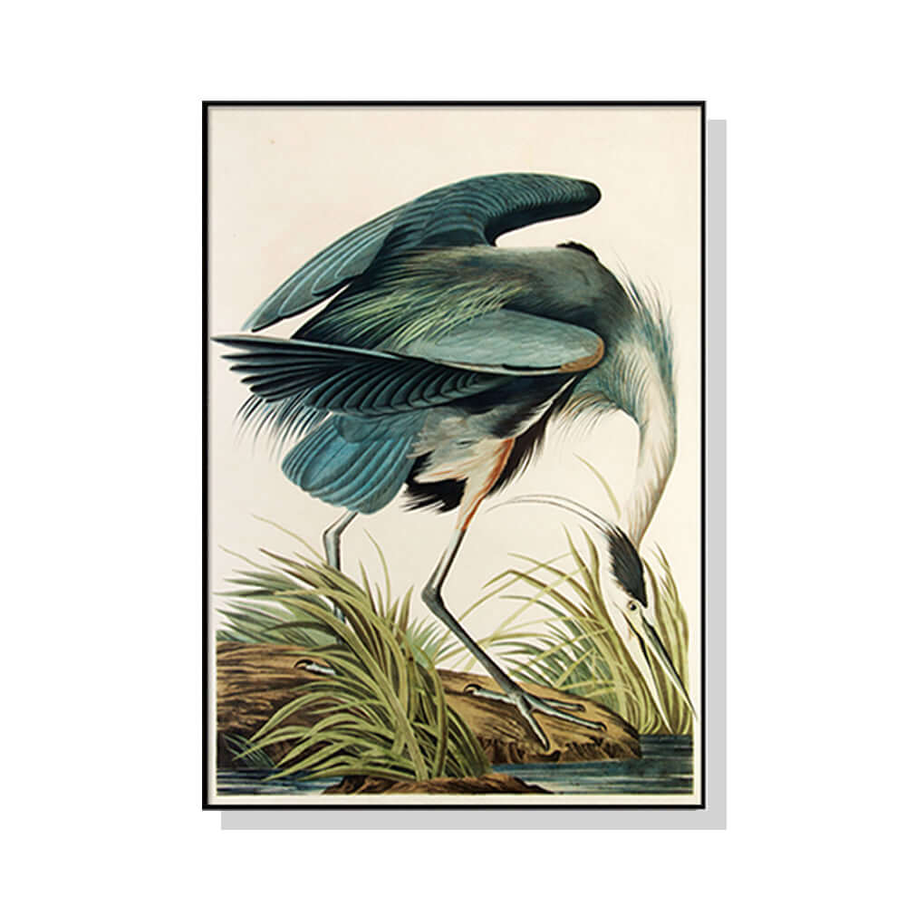 _label_, DSZ Product, feed-cond-new, feed-sl-free shipping, free-shipping, newWall Art 50Cm X 70Cm Great Blue Heron By John James Audubon Black Frame Canvas - Premium Home & Garden > Wall Art > 3D Wall Art from Artime ! Shop Online Buy Now at S & D's Value Store Family Business Best Customer Service_label_, DSZ Product, feed-cond-new, feed-sl-free shipping, free-shipping, new