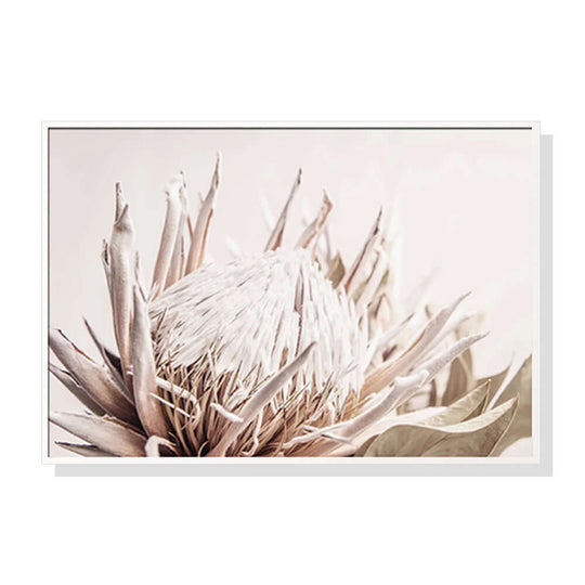 _label_, DSZ Product, feed-cond-new, feed-sl-free shipping, free-shipping, newWall Art 50Cm X 70Cm Pure Protea Ii White Frame Canvas - Premium Home & Garden > Wall Art > Posters, Paintings & Prints from Artime ! Shop Online Buy Now at S & D's Value Store Family Business Best Customer Service_label_, DSZ Product, feed-cond-new, feed-sl-free shipping, free-shipping, new