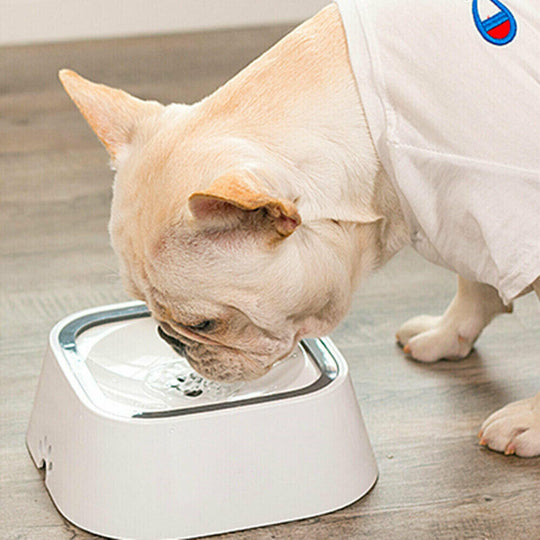 French Bulldog drinking from YES4PETS No Spill Pet Feeder Bowl, suitable for dogs and cats.