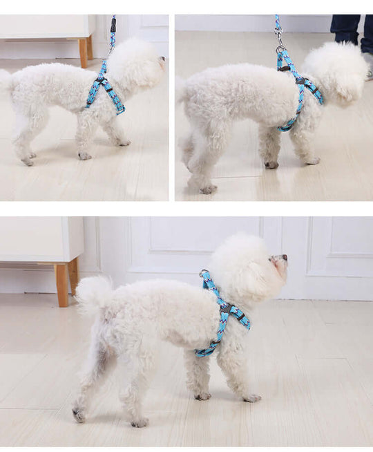 Small fluffy white dog wearing a blue harness and leash, showcasing comfort and style for pets.