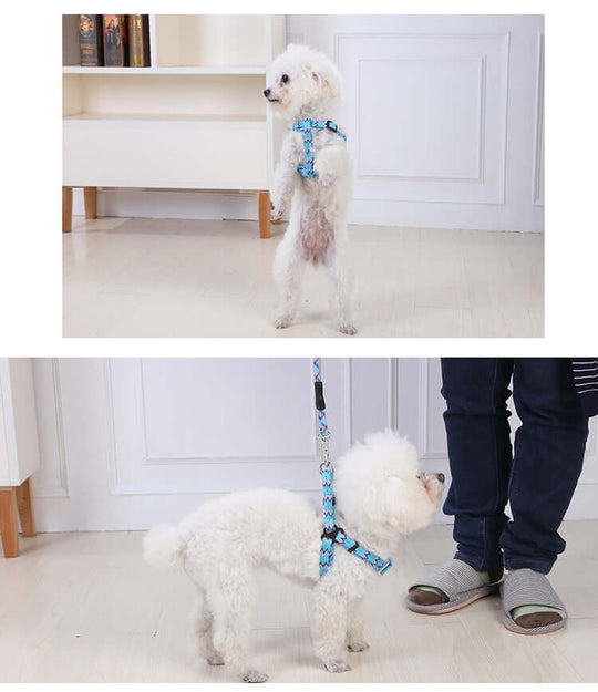 Dog in blue harness standing and walking with leash, showcasing affordable quality pet gear for small dogs.