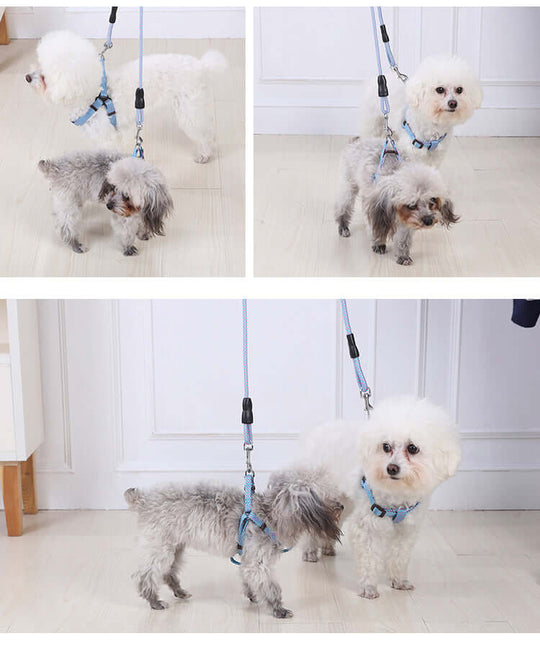 Two small dogs wearing blue harnesses and leashes, showcasing an affordable and comfortable pet accessory for small pets.