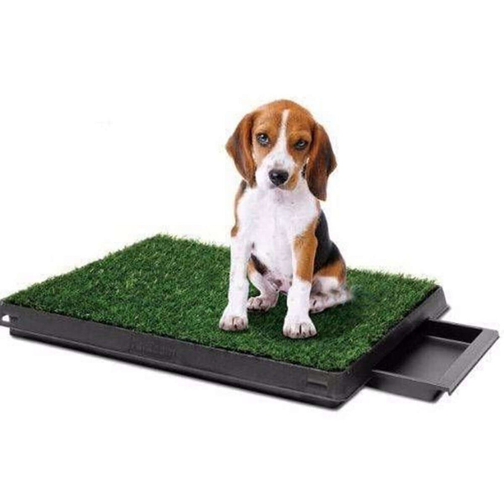 Beagle sitting on YES4PETS synthetic grass potty pad replacement for easy pet training.