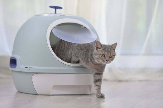 Grey cat exiting a hooded litter box tray in blue, designed for privacy and odor control, perfect for affordable pet care.