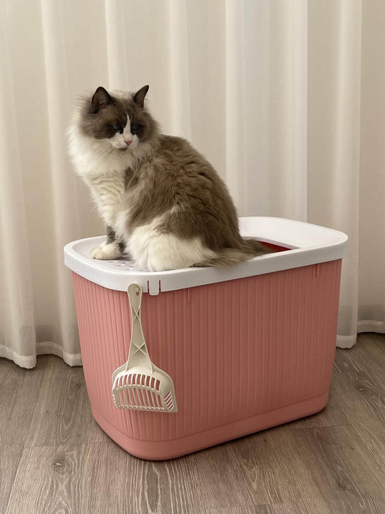 Pink XXL top entry cat litter box with a fluffy cat sitting on top, designed for hygiene and comfort.