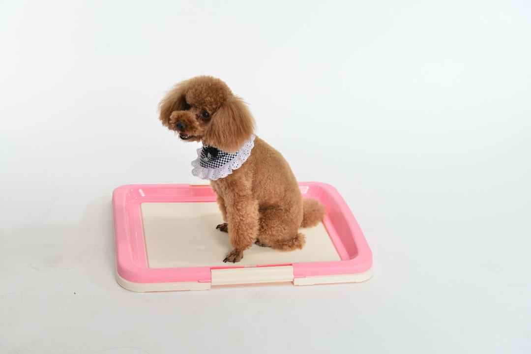 Cute poodle sitting on YES4PETS pink portable dog potty training tray for quality pet care.