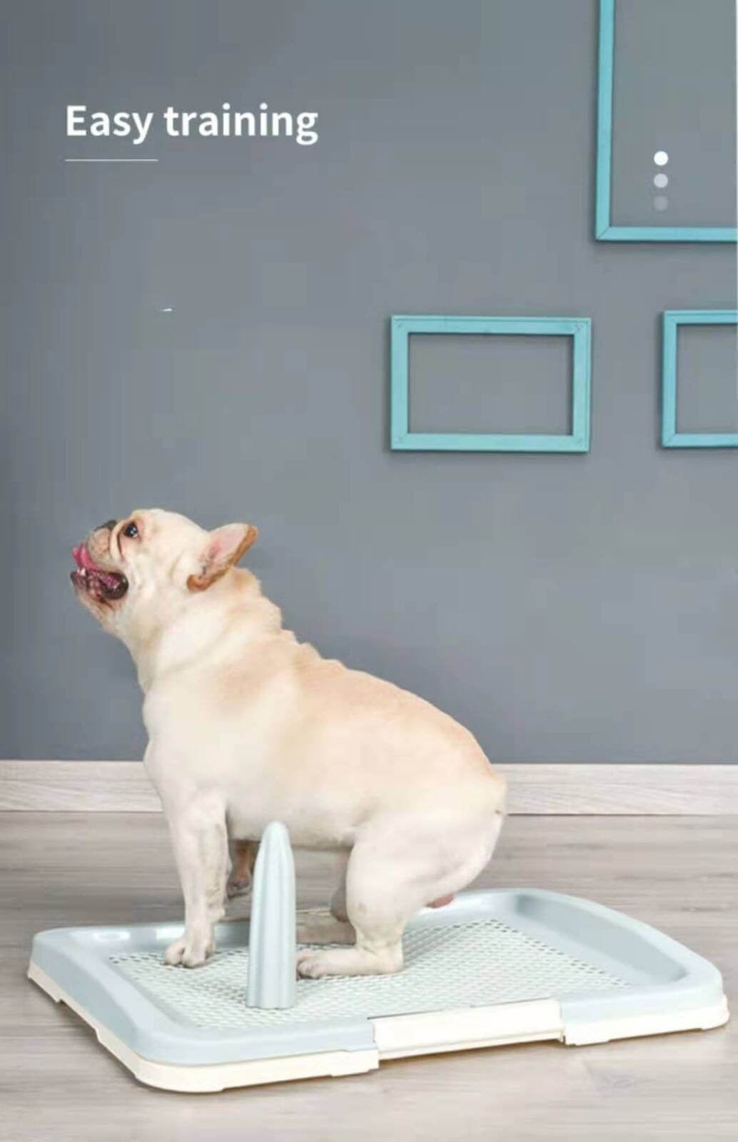 White dog on YES4PETS portable potty training tray against a minimalist wall, showcasing easy training features.