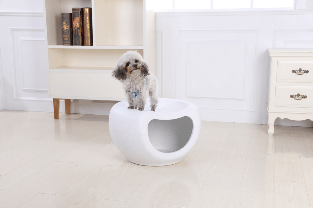 Dog on small white igloo-style pet bed, ideal for cats and small dogs, showcasing comfort and cozy design.