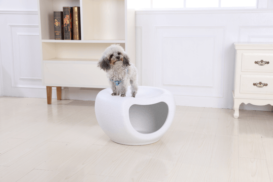 Dog on small white igloo-style pet bed, ideal for cats and small dogs, showcasing comfort and cozy design.