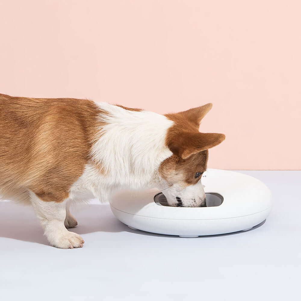 Corgi dog using a 6 Meal Automatic Pet Feeder in white against a soft pink background.