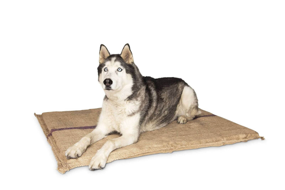 Siberian Husky resting on a Jumbo Hessian Pet Bed mat made from durable jute and filled with thick foam for comfort.