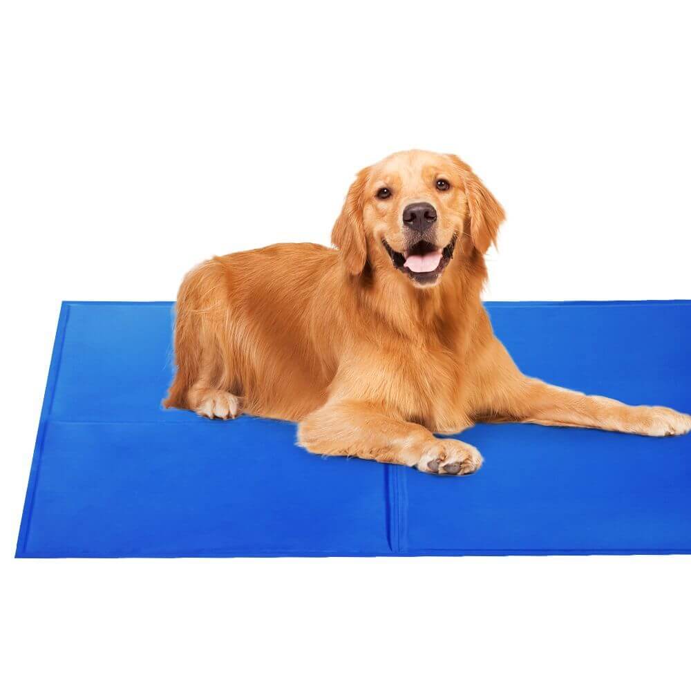 Golden retriever lying on a blue cooling pad for dogs, keeping cool during summer.