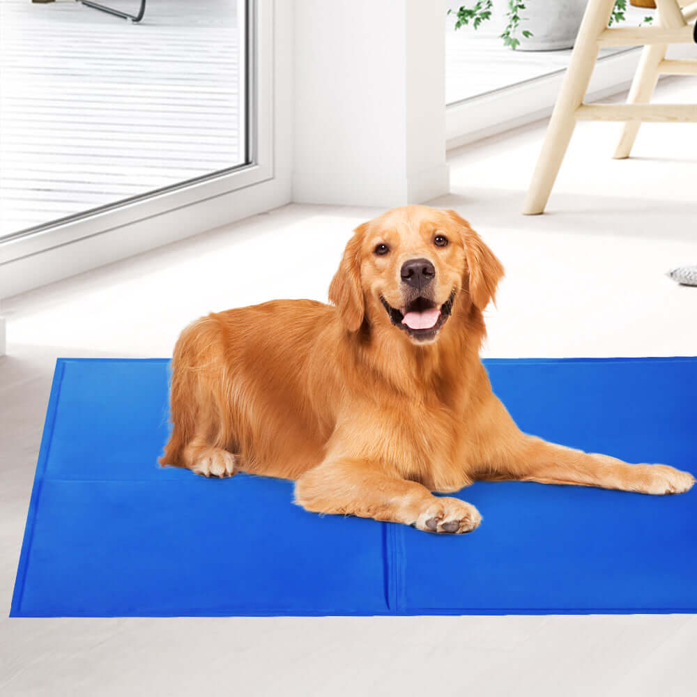 Golden retriever relaxing on a blue pet cooling gel mat indoors, perfect for hot summer days.