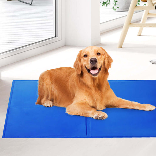 Golden retriever relaxing on a blue pet cooling gel mat indoors, perfect for hot summer days.