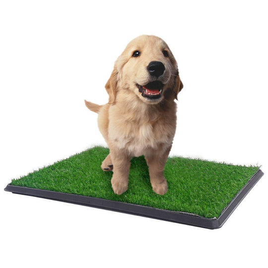 Adorable golden retriever puppy on YES4PETS XL Indoor Dog Toilet Grass Training Mat, perfect for pet training indoors.