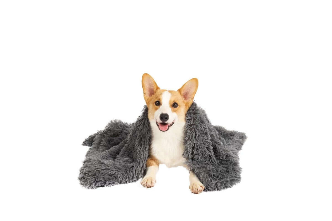 Corgi dog wrapped in a soft, plush blanket, showcasing warmth and comfort for pets.