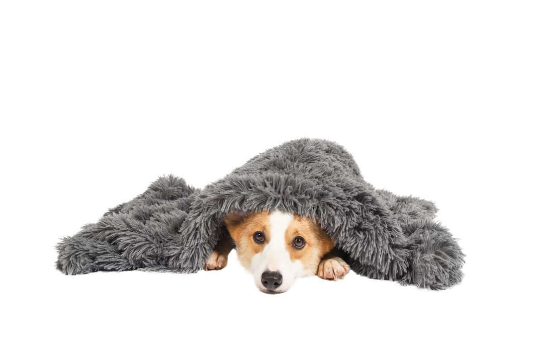 Corgi dog lying under a soft, plush grey blanket, representing comfort and warmth for pets.